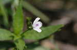 Looseflower waterwillow